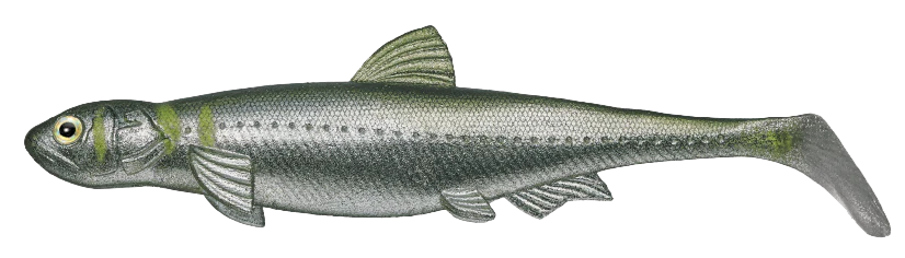 Last Ace 140 Swimbaits