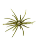 Hag's Prickly Pear Jr 9.9mm Creature Bait 2pk