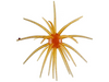 Queen Tackle Deadcenter Beast 25mm Porcupine Ball Baits