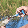 Cuda Fish Lip Gripper