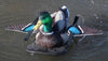Lucky Duck Lucky Splasher HD