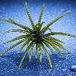 Hag's Prickly Pear 19mm Creature Bait