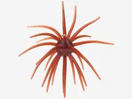 Hag's Prickly Pear Big Tex Baits - 25mm