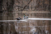 Lucky Duck Lucky Splasher HD